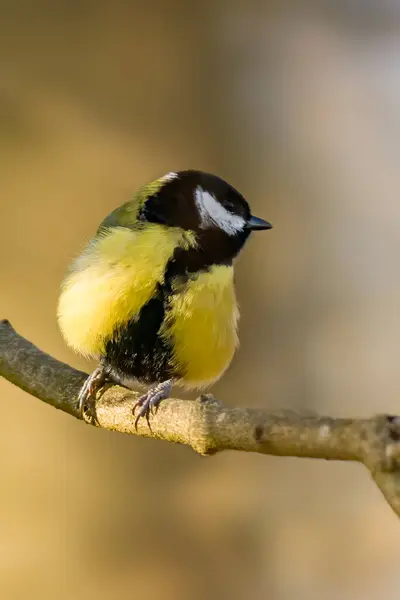 Great Tit Beautiful Green Forest — Foto Stock