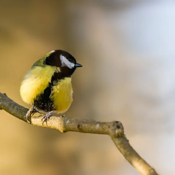 Great Tit Beautiful Green Forest — Stockfoto