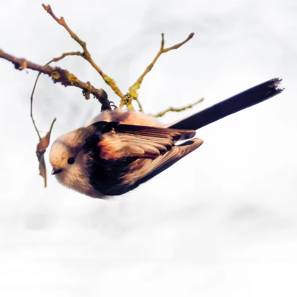 Μακριά Ουρά Bushtit Στο Όμορφο Πράσινο Δάσος — Φωτογραφία Αρχείου