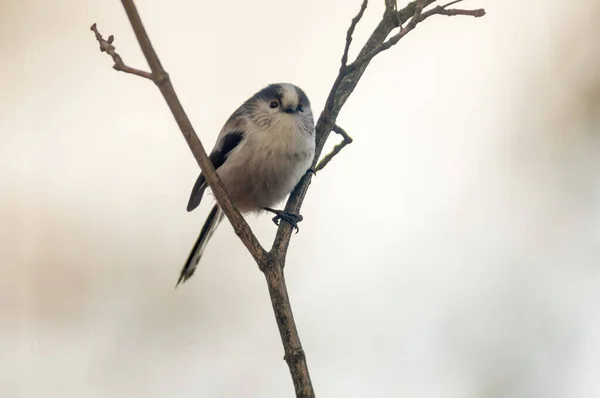 Lång Svans Bushtit Den Vackra Gröna Skogen — Stockfoto