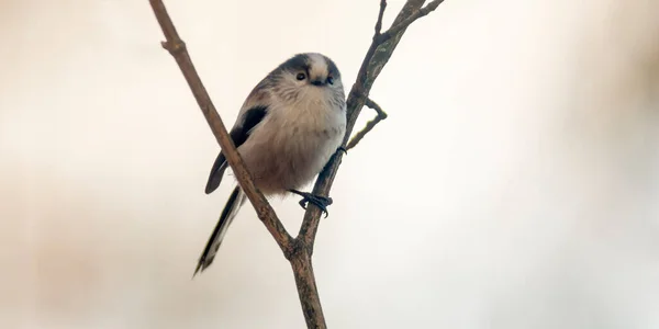 Lång Svans Bushtit Den Vackra Gröna Skogen — Stockfoto