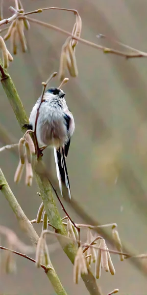 Dlouhoocasý Bushtit Krásném Zeleném Lese — Stock fotografie