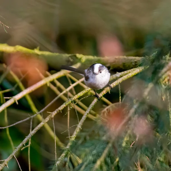 Bushtit Cauda Longa Bela Floresta Verde — Fotografia de Stock