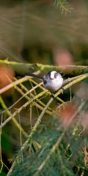 Dlouhoocasý Bushtit Krásném Zeleném Lese — Stock fotografie