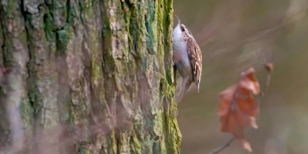 Eurasien Arbre Creeper Dans Belle Forêt Verte — Photo