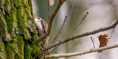 Güzel yeşil ormanda Avrasyalı ağaç sürüngeni