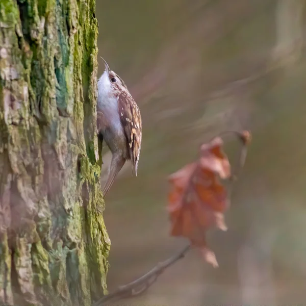 Eurasische Baumschlingpflanze Schönen Grünen Wald — Stockfoto