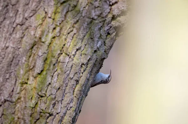 Eurasien Arbre Creeper Dans Belle Forêt Verte — Photo