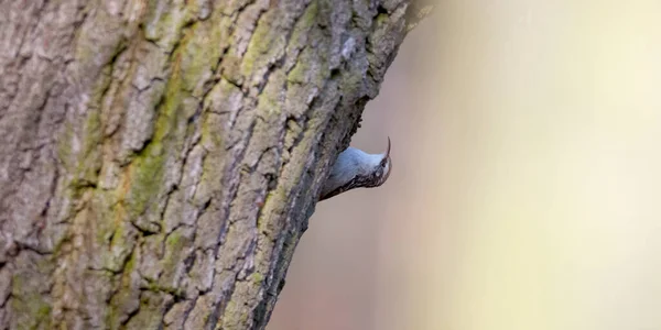 Eurázsiai Kúszó Gyönyörű Zöld Erdőben — Stock Fotó