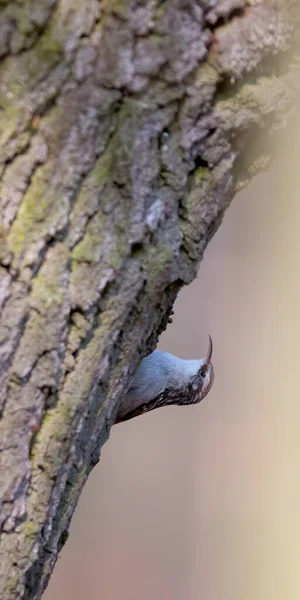 Eurasien Arbre Creeper Dans Belle Forêt Verte — Photo