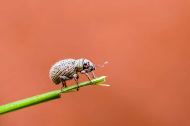 Yüksek mevsimlik çimlerde küçük bir böcek