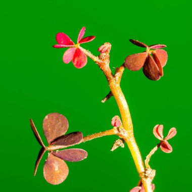 Bahçe bahçesinde şanslı yonca