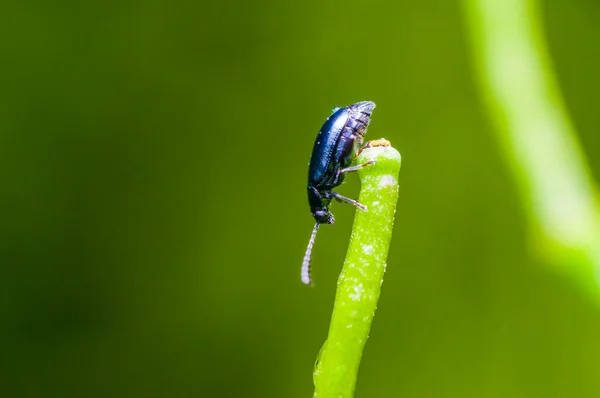 Pequeño Escarabajo Hierba Temporada Alta — Foto de Stock