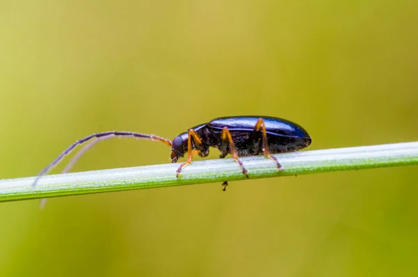 Kleine Kever Hoogseizoen Gras — Stockfoto