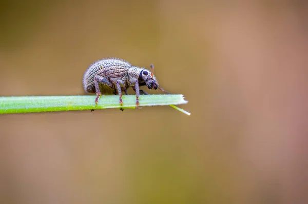 Petit Coléoptère Dans Herbe Haute Saison — Photo