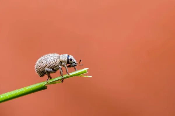 ハイシーズンの草の中の小さな甲虫 — ストック写真