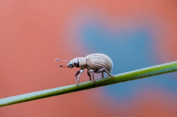 Pequeño Escarabajo Hierba Temporada Alta — Foto de Stock