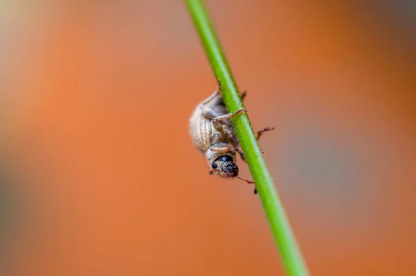 Petit Coléoptère Dans Herbe Haute Saison — Photo