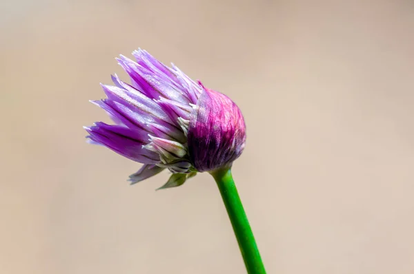 Metélőhagyma Virága Szezonális Kertben — Stock Fotó
