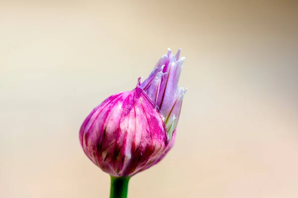 Floraison Ciboulette Dans Jardin Saisonnier — Photo