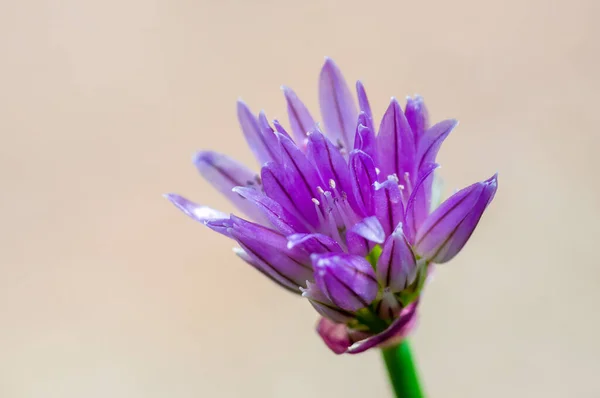 Metélőhagyma Virága Szezonális Kertben — Stock Fotó