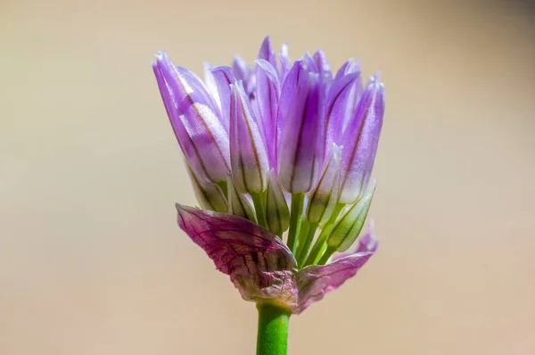 Blossom Chives Seasonal Garden — Stock Photo, Image