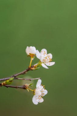 Bahar mevsiminde taze meyve tomurcukları