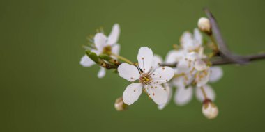 Bahar mevsiminde taze meyve tomurcukları