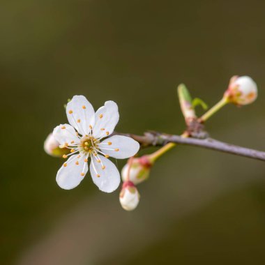 Bahar mevsiminde taze meyve tomurcukları
