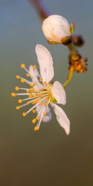Bahar mevsiminde taze meyve tomurcukları