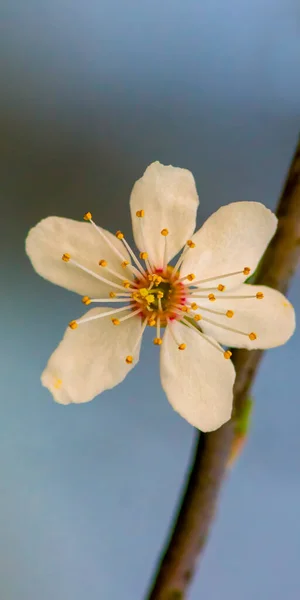 Fioritura Frutta Fresca Nella Stagione Primaverile — Foto Stock