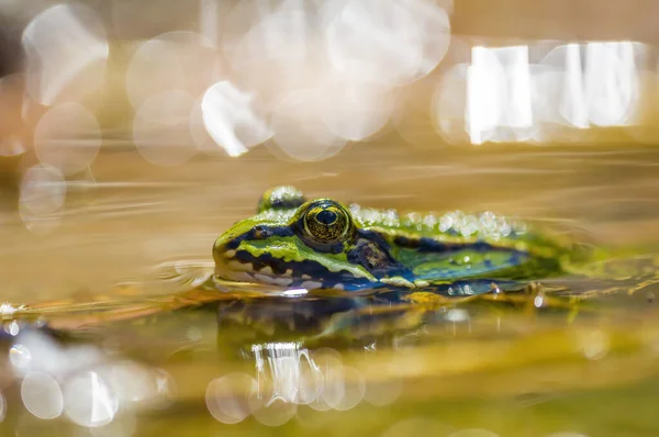 自然界の池の中の滑りやすいカエルは — ストック写真