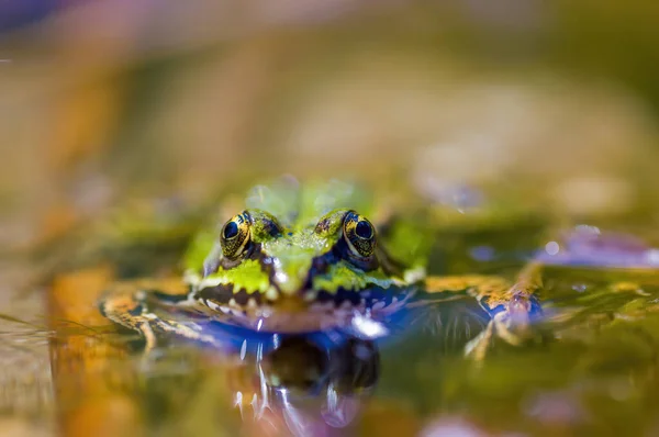 Grenouille Glissante Dans Étang Dans Nature — Photo