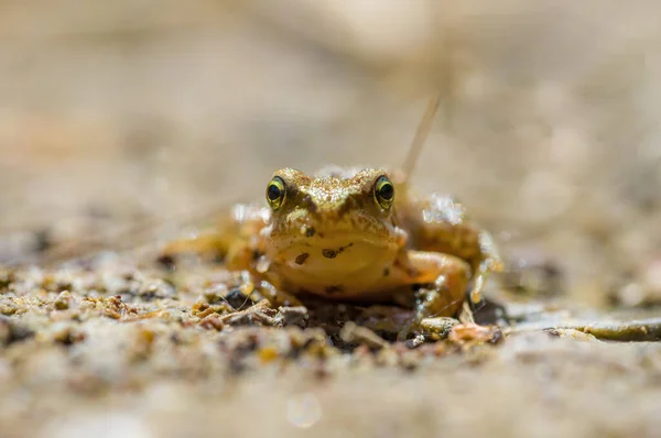 Kluzká Žába Jezírku Přírodě — Stock fotografie