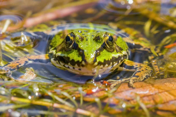 Kluzká Žába Jezírku Přírodě — Stock fotografie