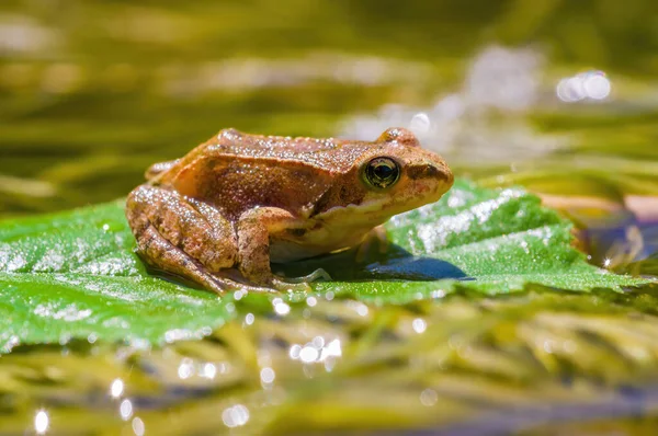 slippery frog in a pond in the nature