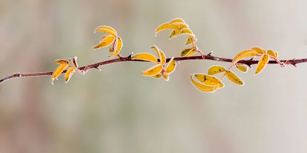 Folhas Outono Coloridas Natureza — Fotografia de Stock