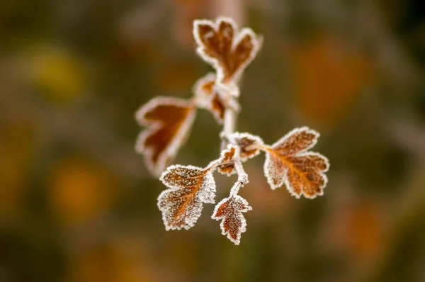 Barevné Podzimní Listy Přírodě — Stock fotografie
