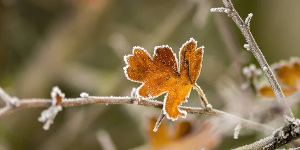 Doğada Renkli Sonbahar Yaprakları — Stok fotoğraf