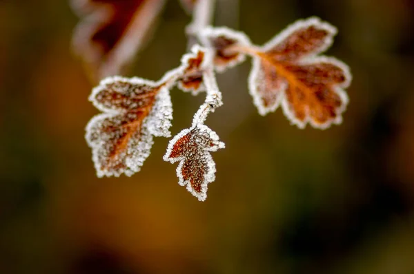 Colored Autumn Leaves Nature — Stock Photo, Image