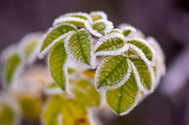 Doğada renkli sonbahar yaprakları