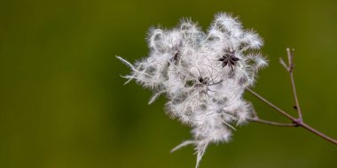 Doğada renkli sonbahar yaprakları