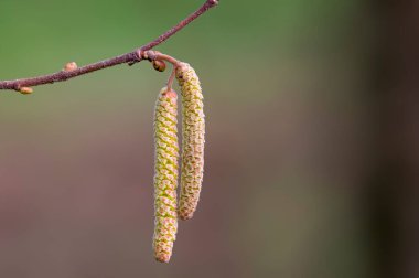 Doğada renkli sonbahar yaprakları