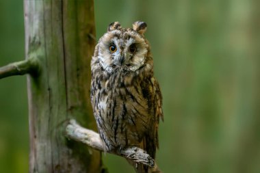 Vahşi doğadaki yırtıcı kuş.