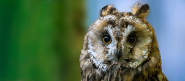 Vahşi doğadaki yırtıcı kuş.