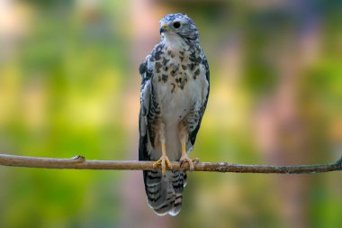 Vahşi doğadaki yırtıcı kuş.