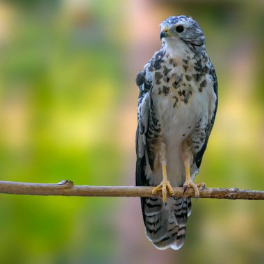 Vahşi doğadaki yırtıcı kuş.