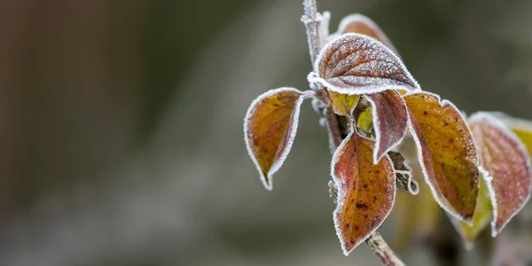 Doğada Renkli Sonbahar Yaprakları — Stok fotoğraf