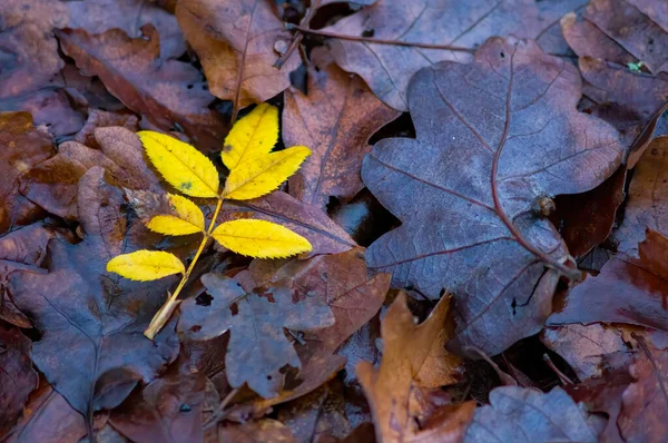 Цветные Осенние Листья Природе — стоковое фото