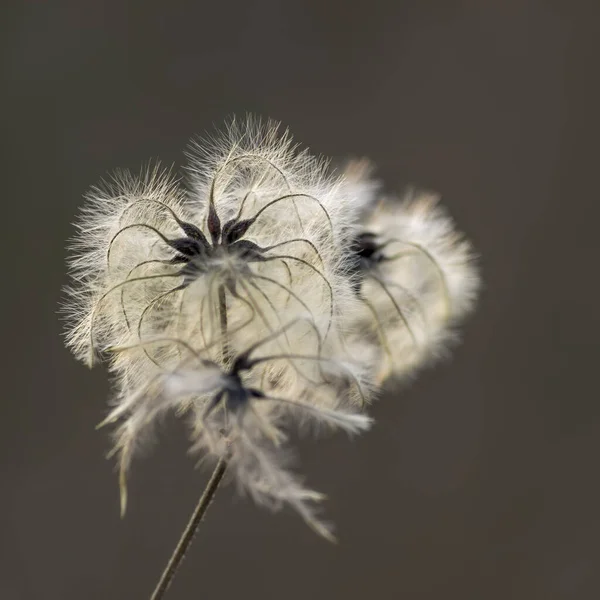 Färgade Höstlöv Naturen — Stockfoto